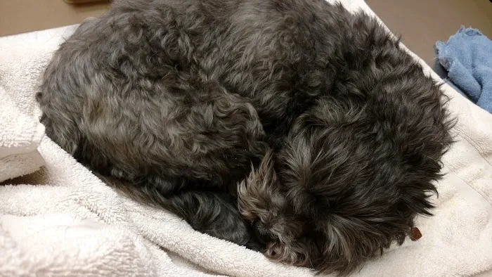 Apple Valley Veterinarians, LLC Picture 5