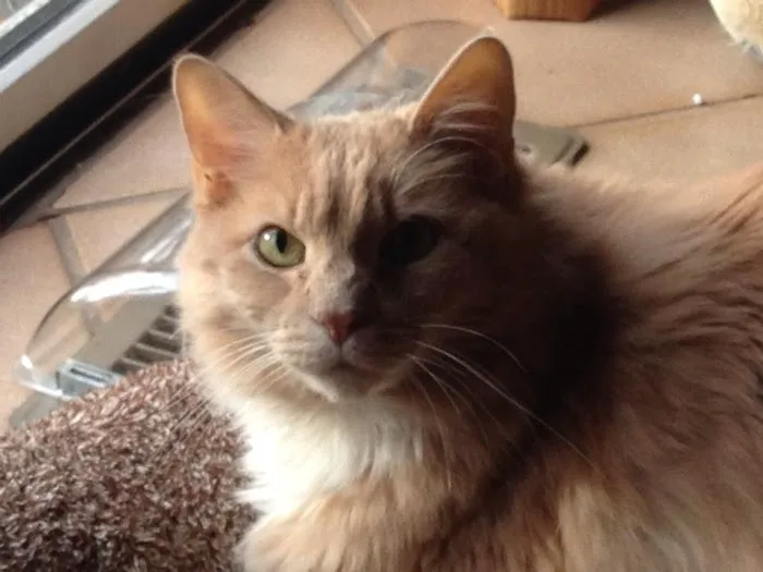 Apple Valley Veterinarians, LLC Picture 2