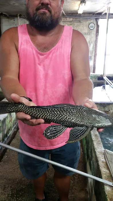 Liles Tropical Fish Picture 5