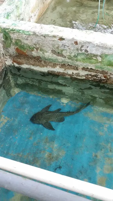 Liles Tropical Fish Picture 4