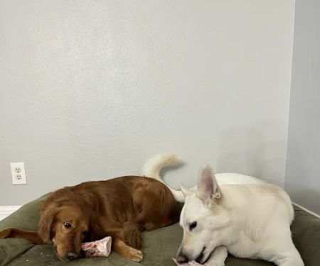 Dogs Gone Roar LLC