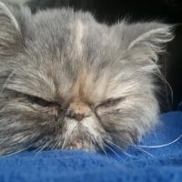 Sandbank Veterinary Hospital ico