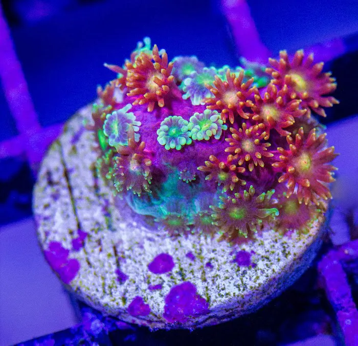 Coral Bargain Warehouse Picture 5