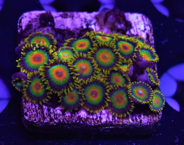 Coral Bargain Warehouse Picture 3