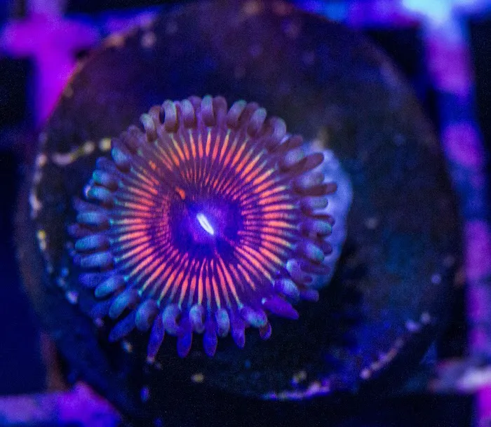 Coral Bargain Warehouse Picture 8