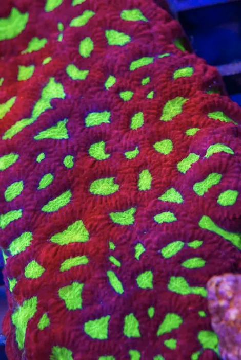 Coral Bargain Warehouse Picture 9