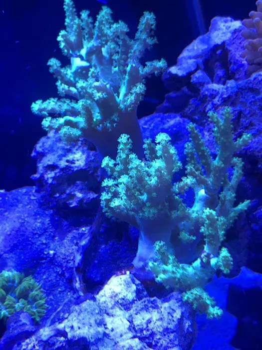 Coral Bargain Warehouse Picture 7