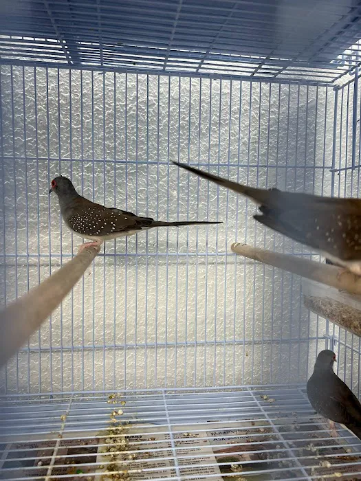 Gomez Pet Shop Picture 8