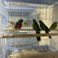 Gomez Pet Shop ico