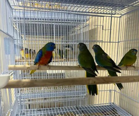 Gomez Pet Shop