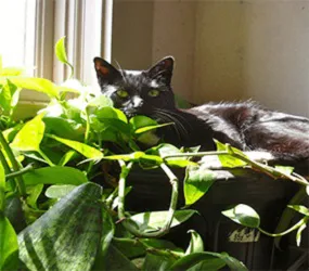 Mountain Lore Animal Hospital Picture 10