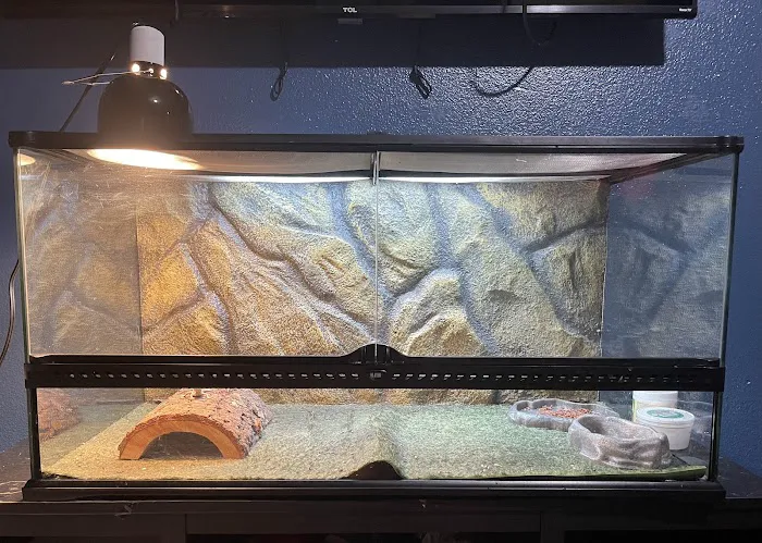Family Reptiles Picture 3
