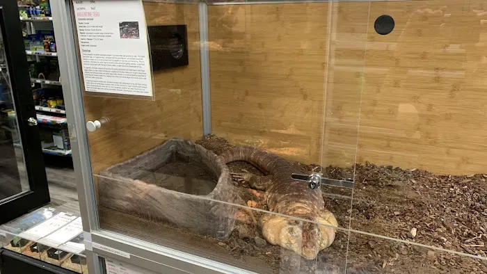 Family Reptiles Picture 9