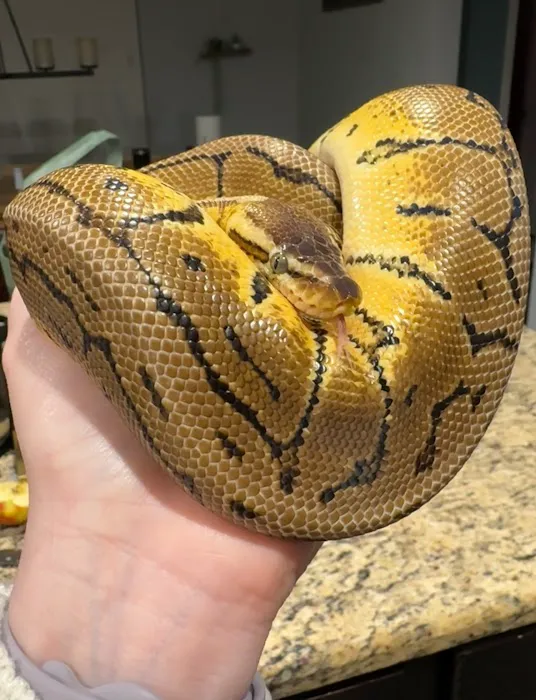 Family Reptiles Picture 1