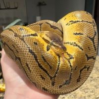 Family Reptiles ico