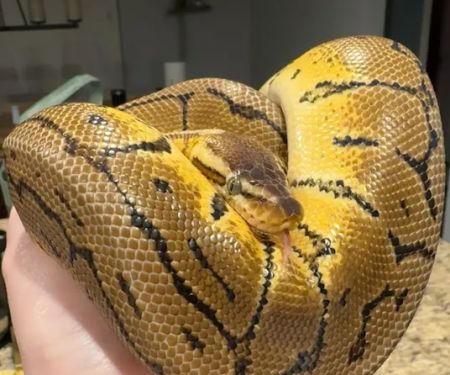 Family Reptiles