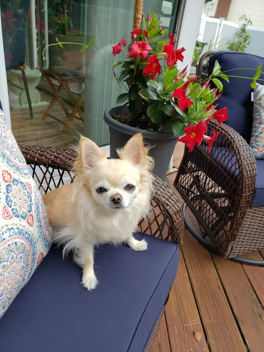 Progressive Animal Wellness Picture 9