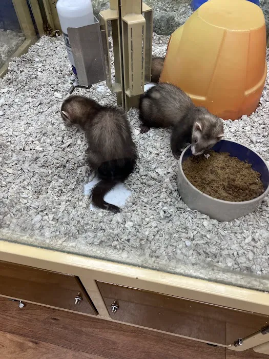 Pet Supermarket Picture 8