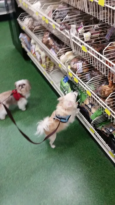 Pet Supermarket Picture 7
