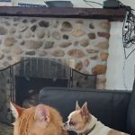Hopmeadow Animal Hospital