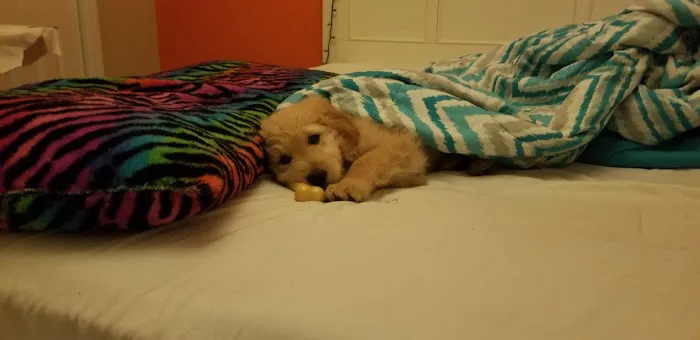 All About Puppies Picture 3
