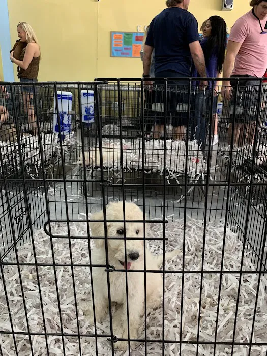 All About Puppies Picture 6