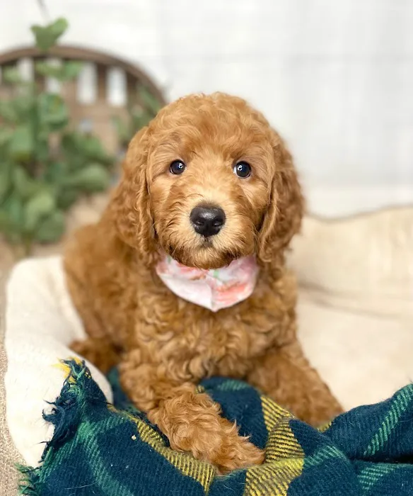 All About Puppies Picture 8