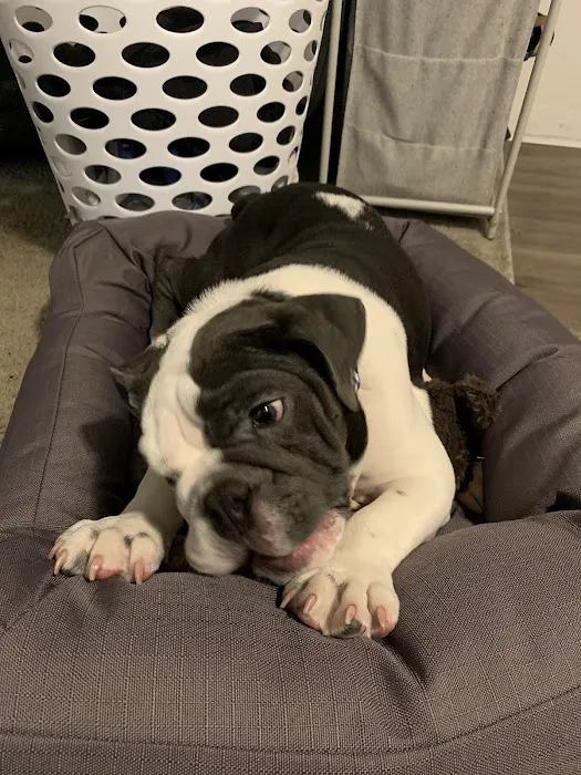 All About Puppies Picture 1