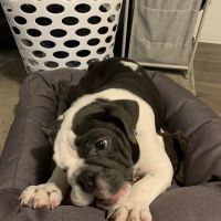 All About Puppies ico