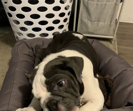 All About Puppies