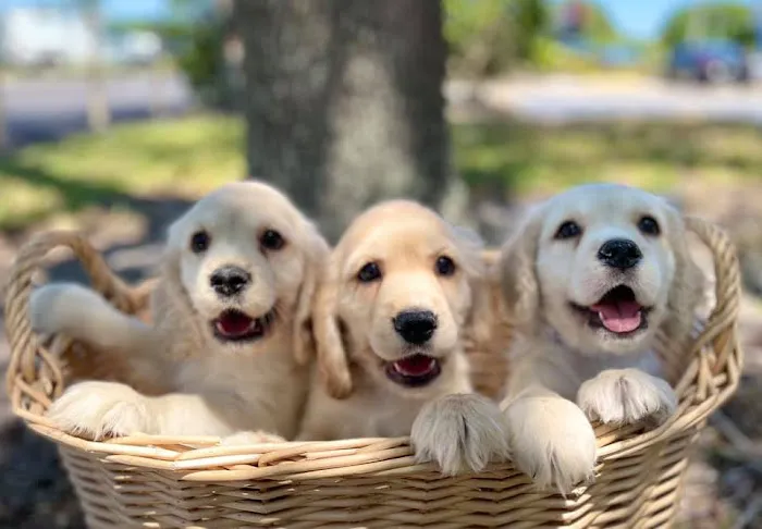 All About Puppies Picture 4