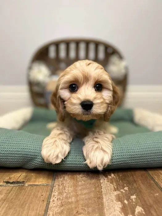 All About Puppies Picture 9