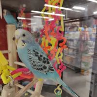 Petco ico