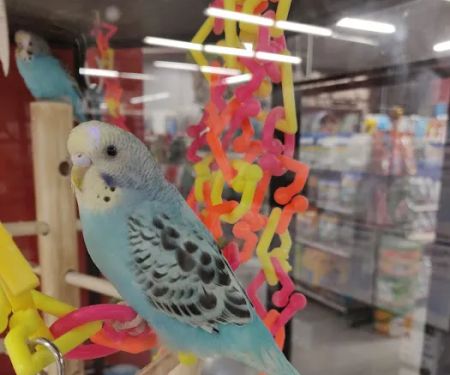 Petco