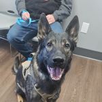 PetMedic Albany - Urgent Care Vet Clinic