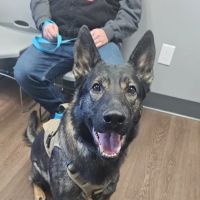 PetMedic Albany - Urgent Care Vet Clinic ico