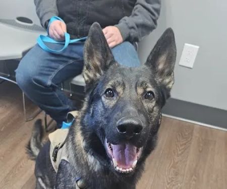 PetMedic Albany - Urgent Care Vet Clinic