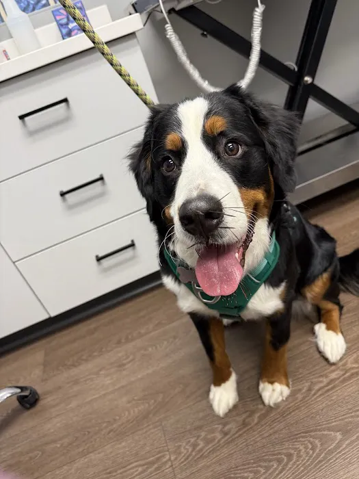 PetMedic Albany - Urgent Care Vet Clinic Picture 4