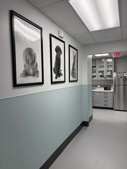 PetMedic Albany - Urgent Care Vet Clinic Picture 3