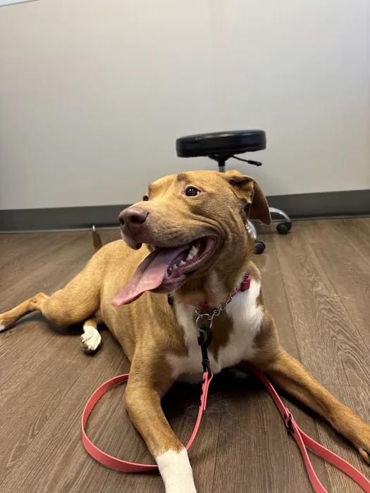 PetMedic Albany - Urgent Care Vet Clinic Picture 9