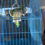 Junior Pet Shop