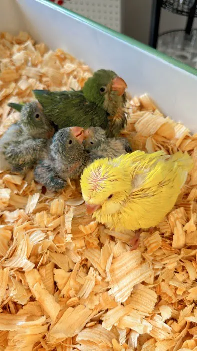 Junior Pet Shop Picture 10