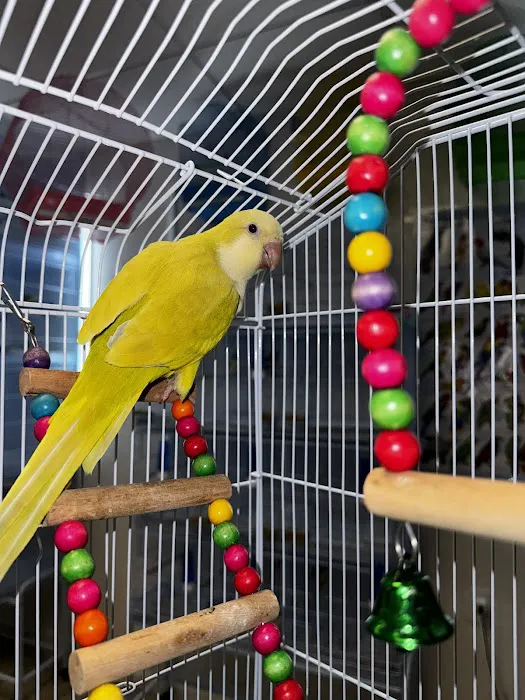 Junior Pet Shop Picture 5