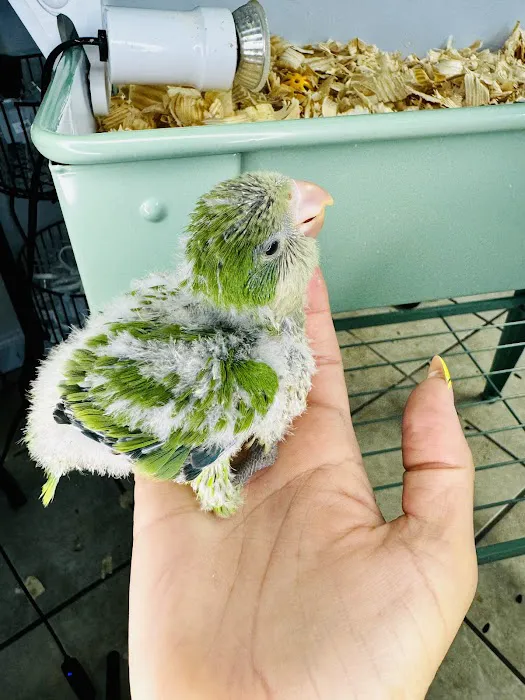 Junior Pet Shop Picture 8