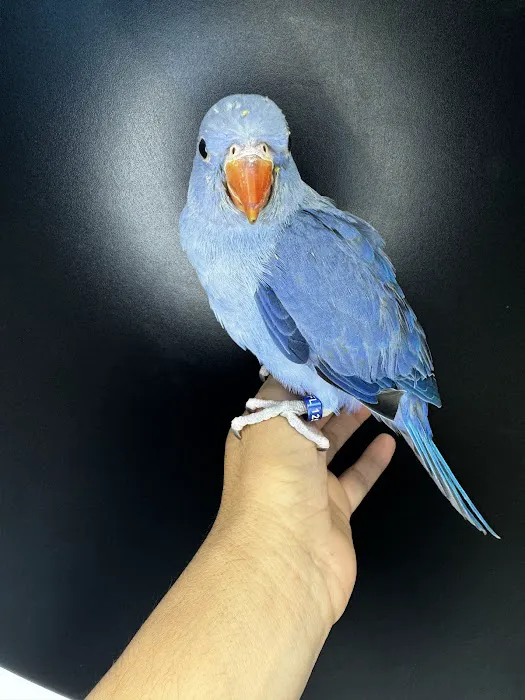 Junior Pet Shop Picture 4