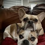 Sand Creek Animal Hospital