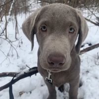 Banfield Pet Hospital ico
