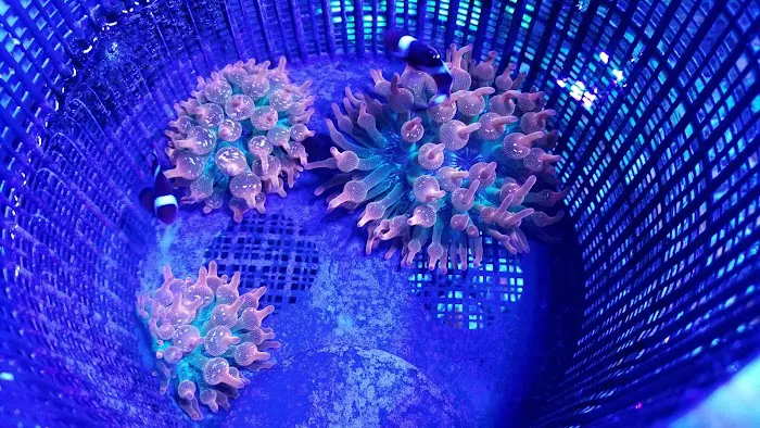 Life Oceanic Picture 1