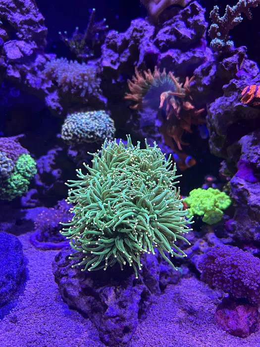 Life Oceanic Picture 6