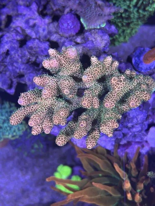 Life Oceanic Picture 3